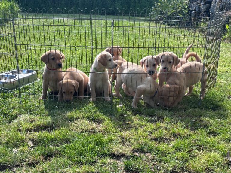 KC Registered Labrador Puppies