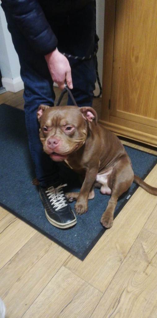 Pocket bully chocolate 