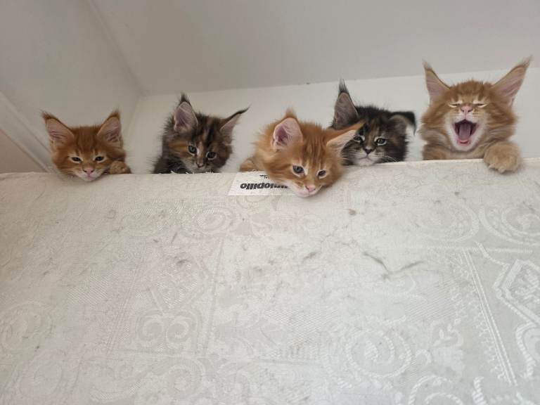 Wonderful kittens