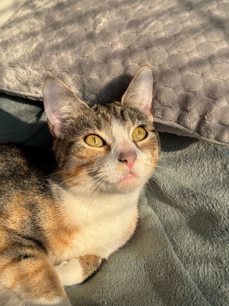 3 year female cat looking for a loving family(Reserved)