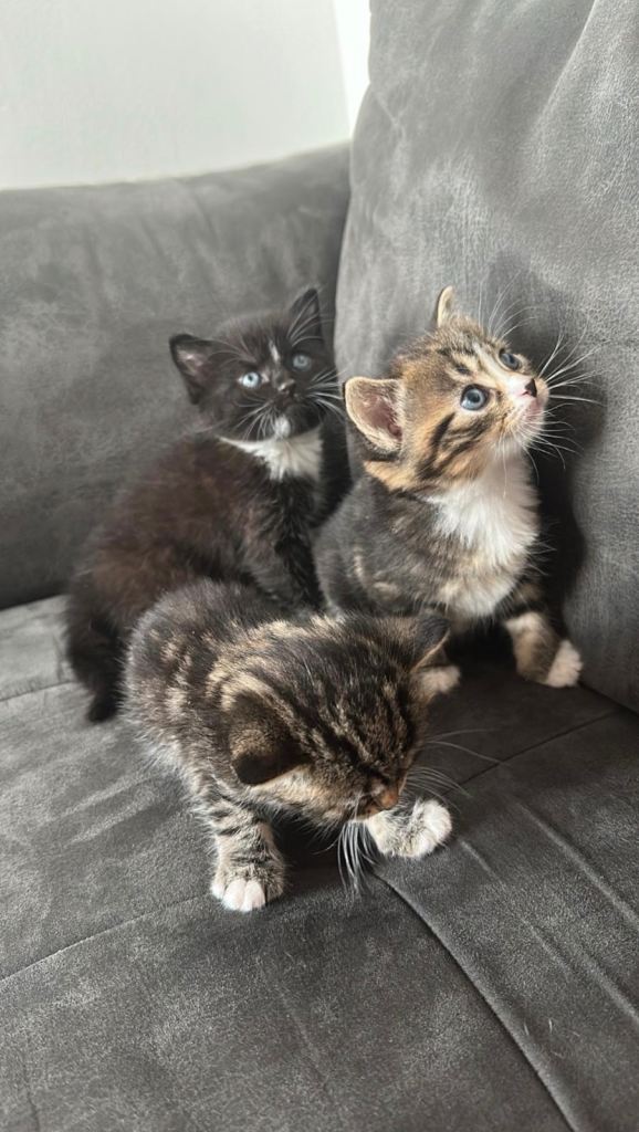 Stunning mix tabby kittens 1 boy and 1 girl available £200 each