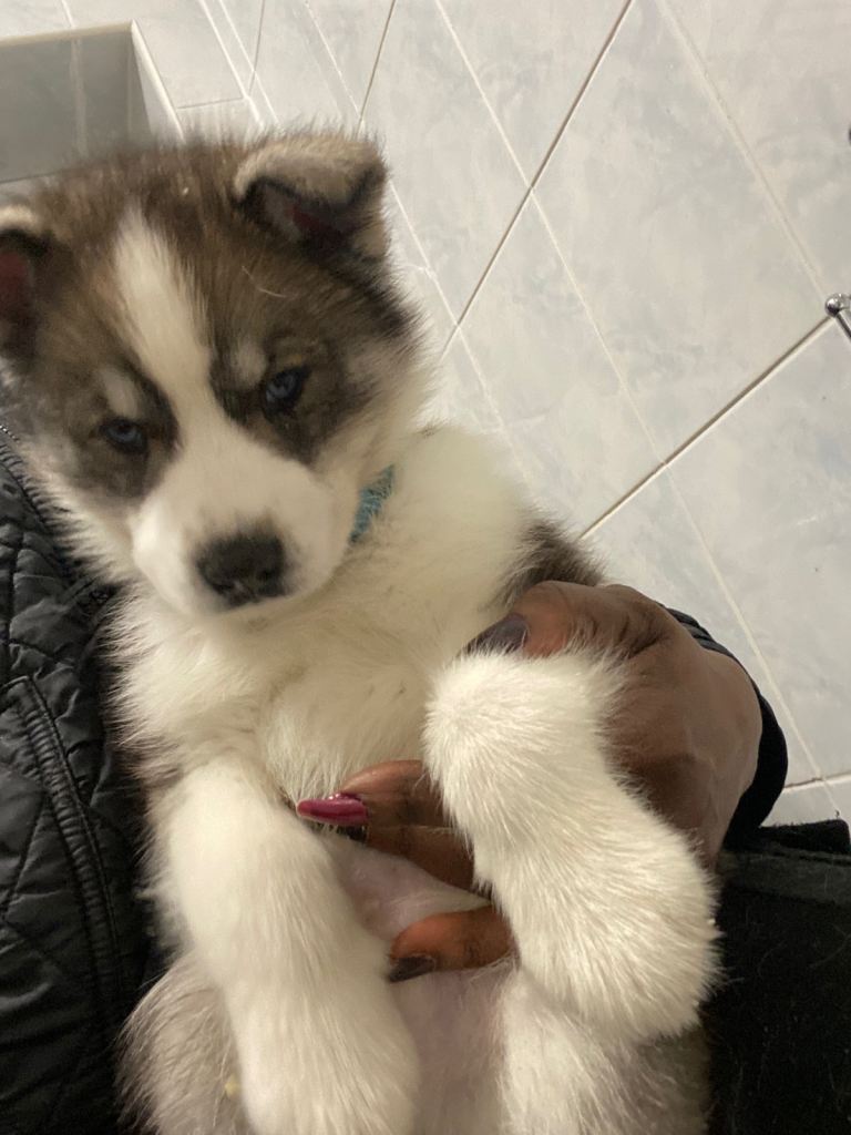 Magnificent Pure Siberia Husky Puppies