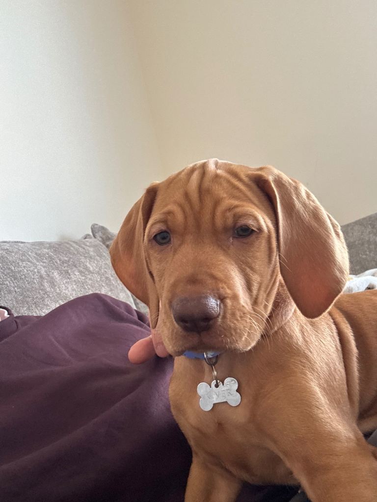 Hungarian Vizsla Puppy