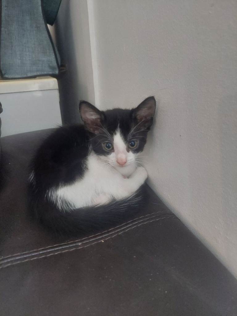 3 Kittens looking for a new home