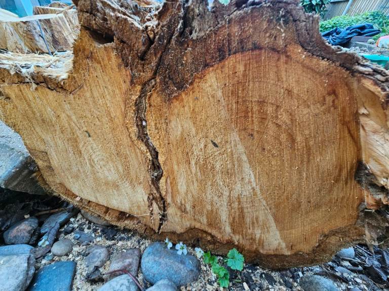 Free Wood log large 1m ×70cm 