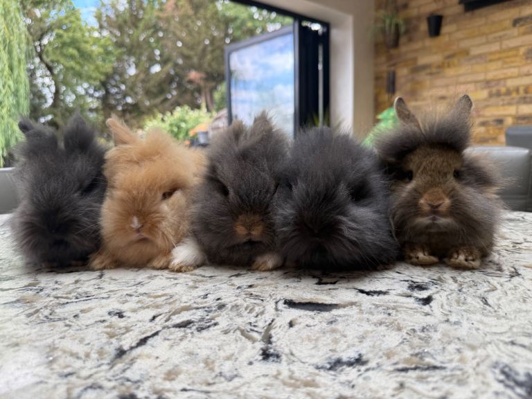 Baby Lionhead Rabbits