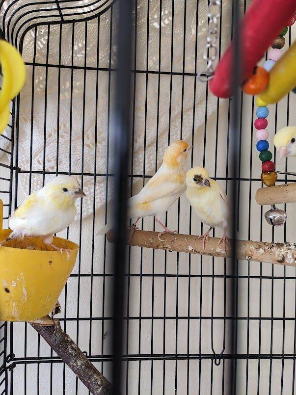 young canaries  for sale