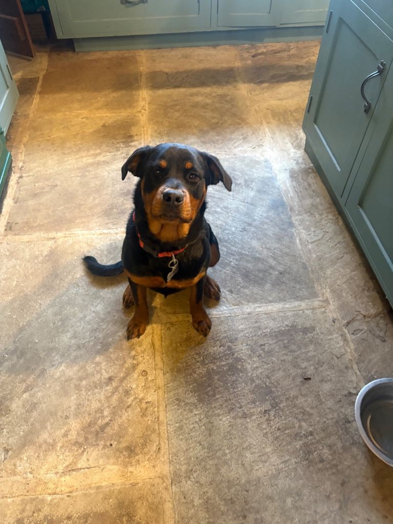 Rottweiler for sale