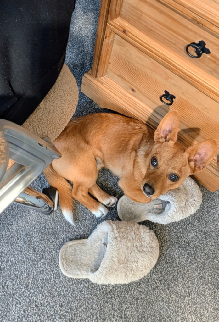 Beautiful reddish tan Chiweenie: sad sale due to allergy