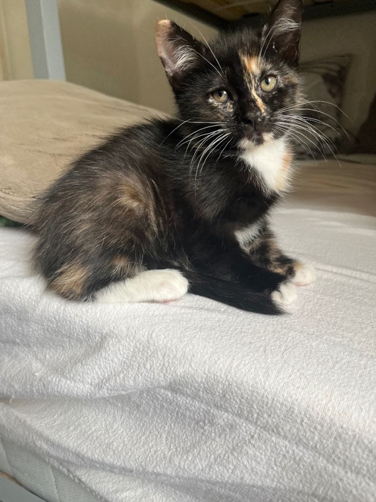 Kitten female