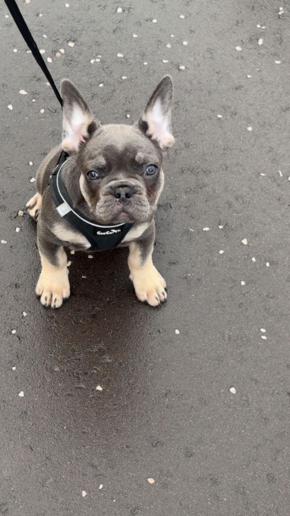 French bulldog 