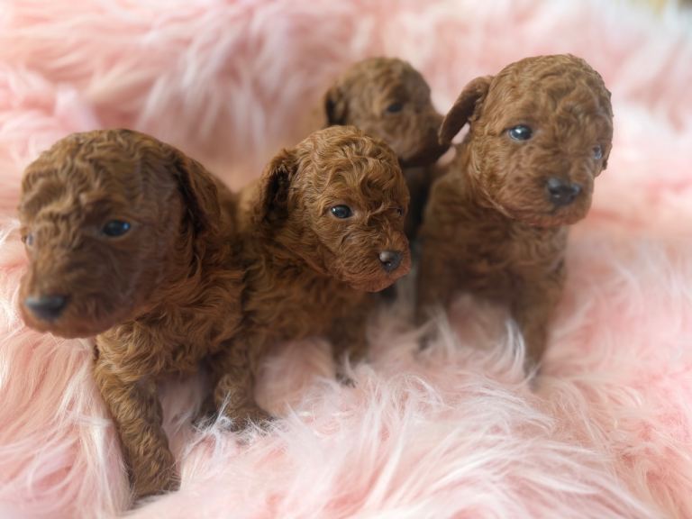 Solid red beautiful puppys