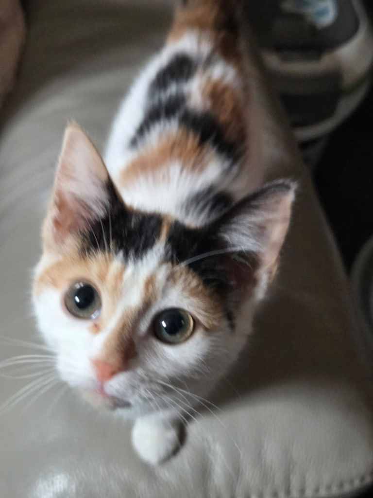 2 beautiful female kittens ready now 