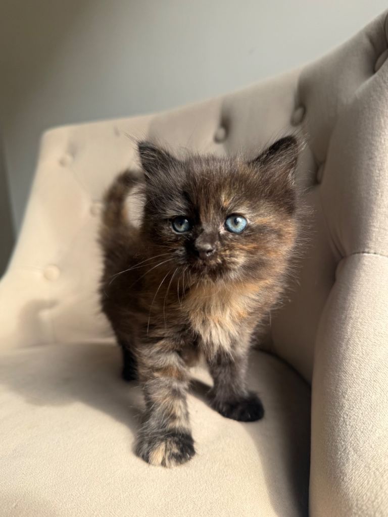 Maine Coon Cross Kittens x 4