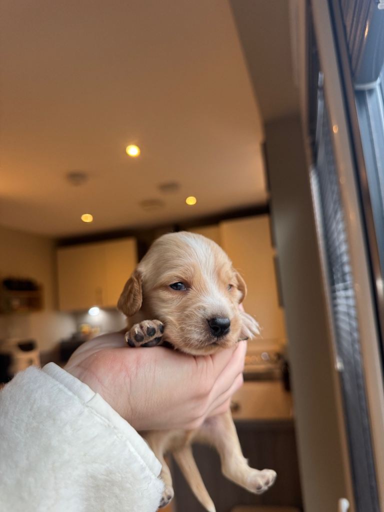 Cockerdor Puppies for Sale! Parents both kennel club registered 