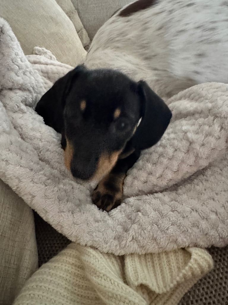 Miniture dashaund female puppy 