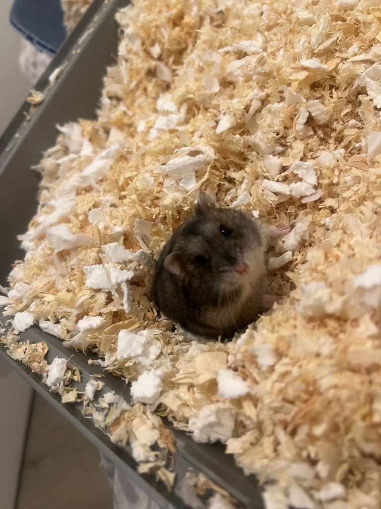 Dwarf Hamster 