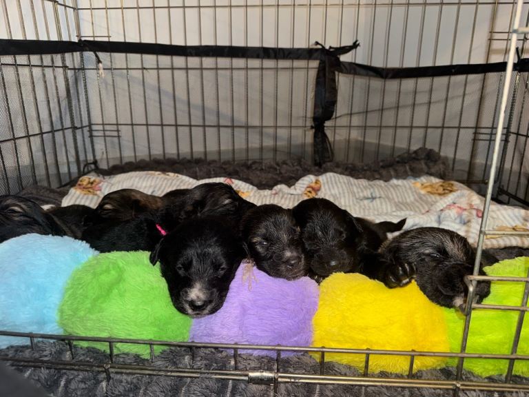 Sprocker x German shepherd puppies 