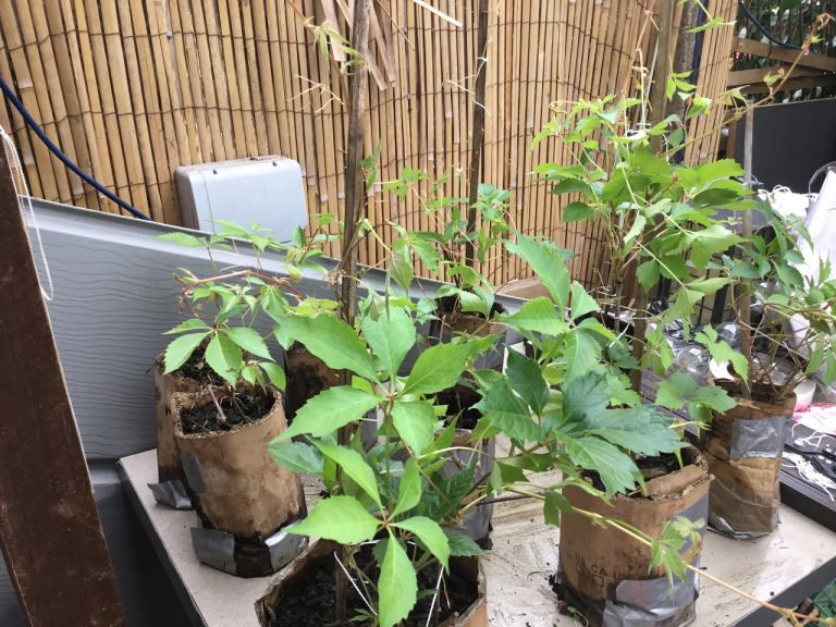 Clematis plants