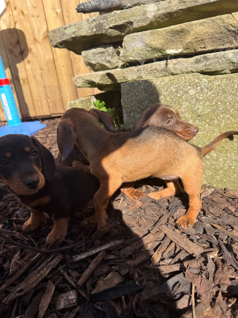 Dachshund 