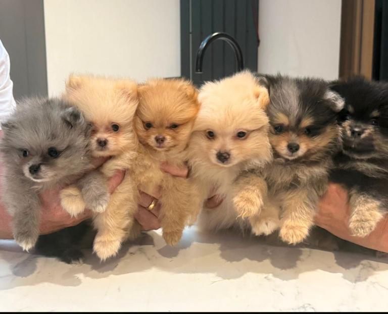 KC registered Pomeranian 