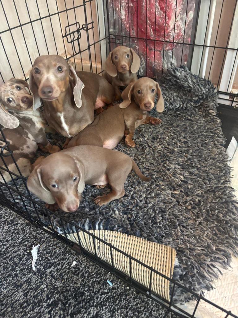 Miniature Dachshunds 