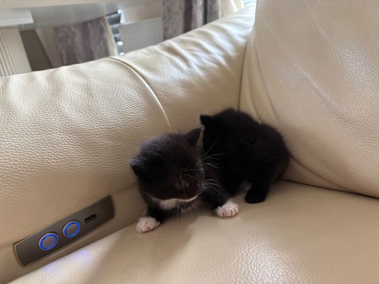 3 x ginger kittens for sale 