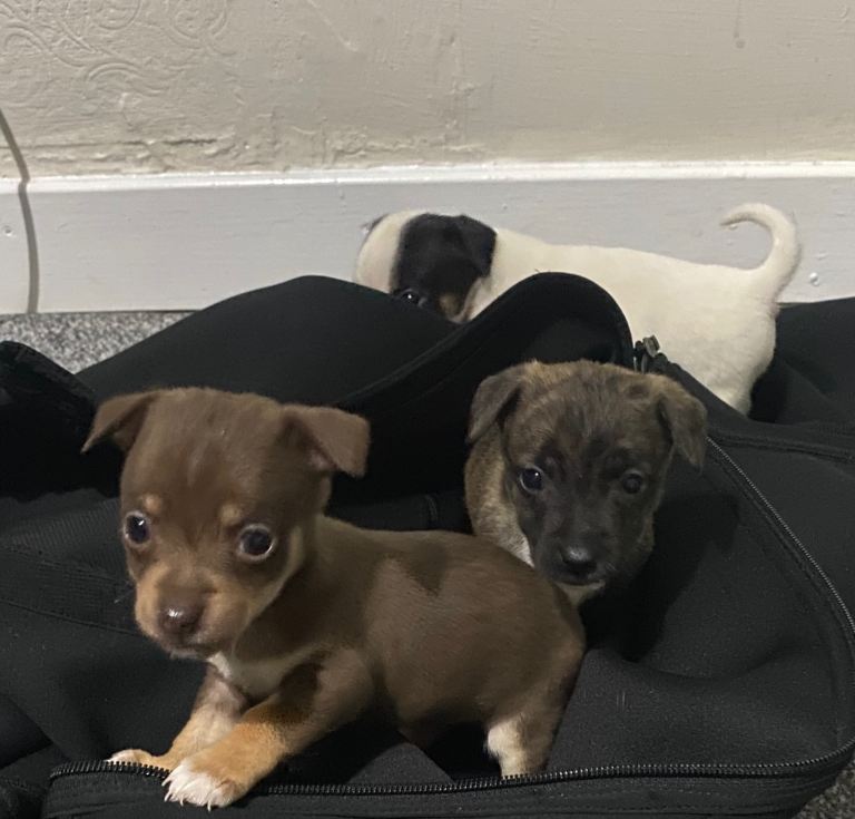 beautiful chihuahua puppies 