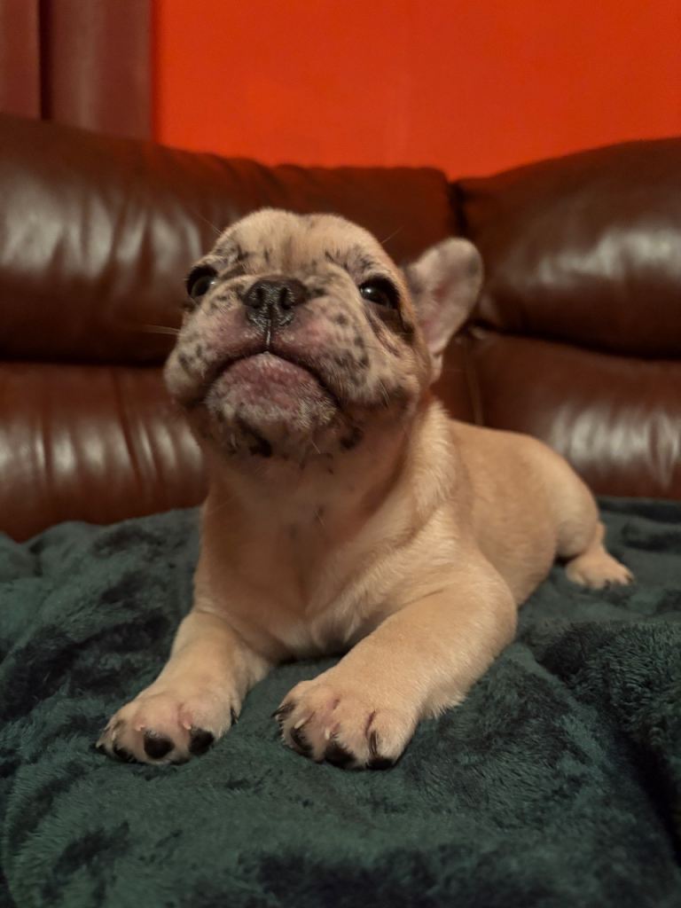 Beautiful Blue Eyed French Bulldog Puppies 