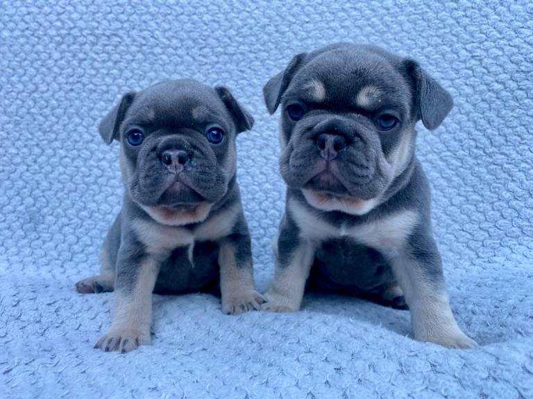 French Bulldog Puppies Blue & Tan Last 2 Girls