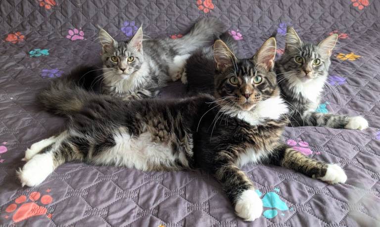 👑 TICA Maine Coon Kittens 🏆 Champion Sired