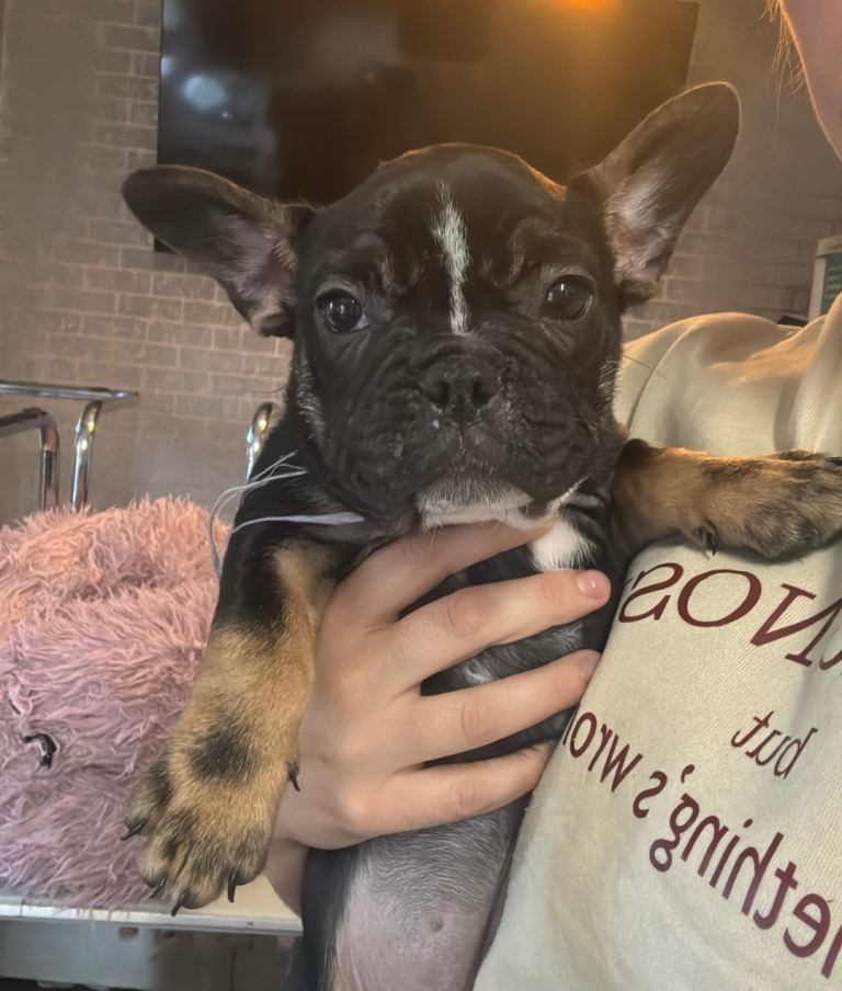 French bull dog 