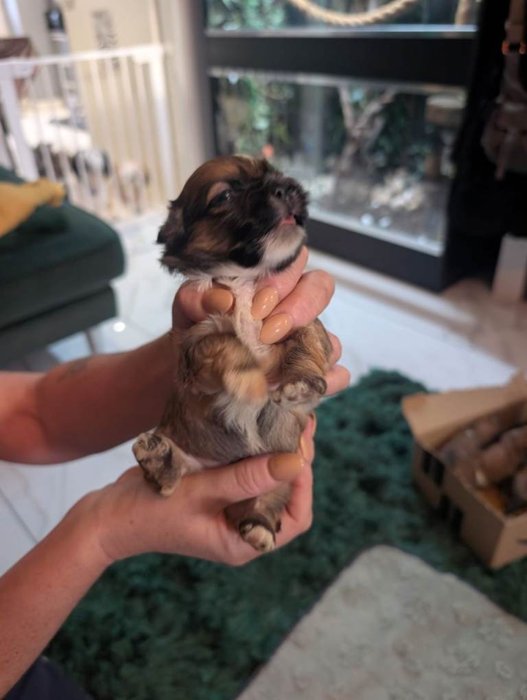 Lhasa apso boy puppies for sale