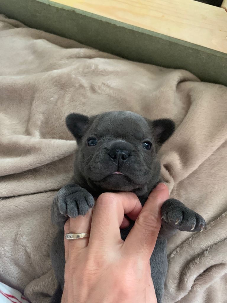 French bulldog puppies for sale 