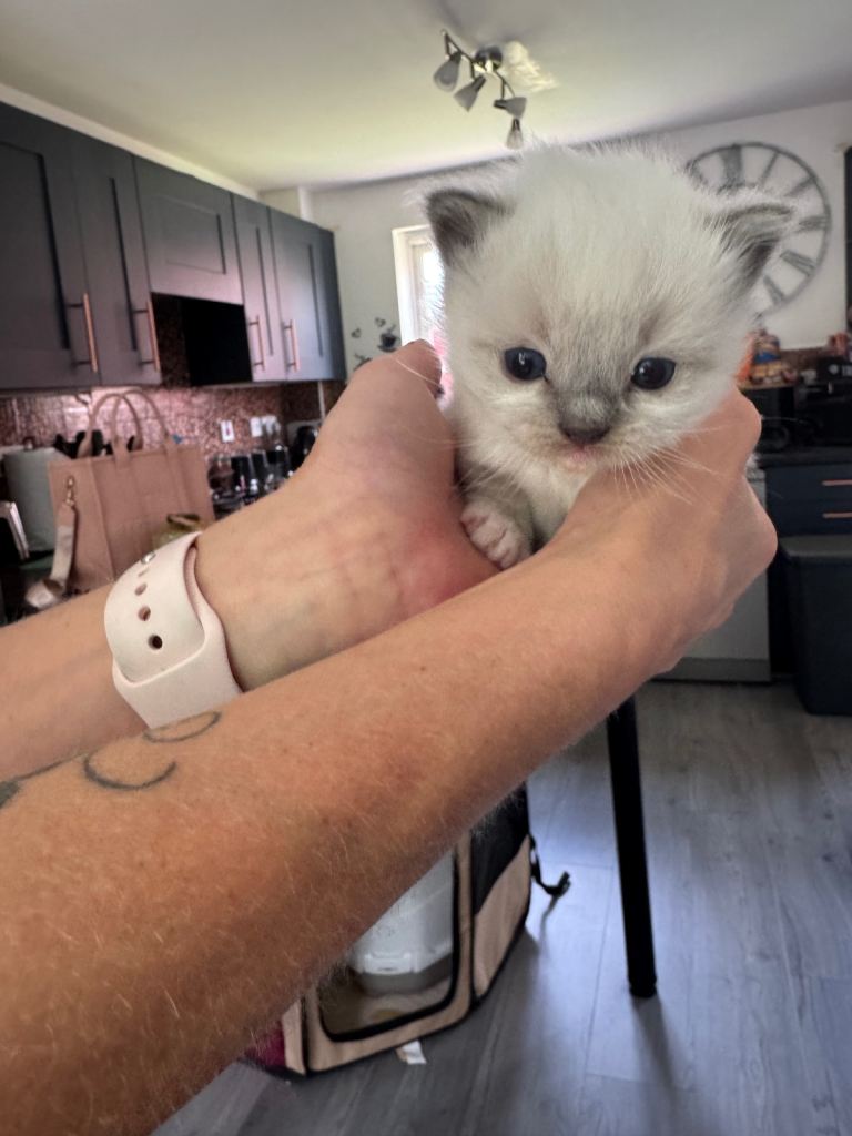 Gorgeous female purebred ragdoll girls