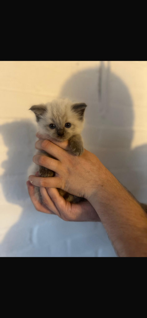 Last rag doll kitten available 