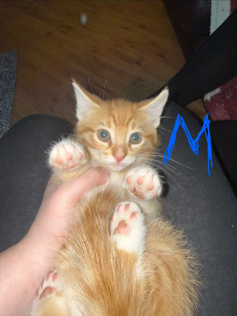 Maine Coon Cross Kittens 