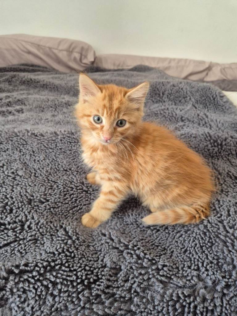 Last Kitten for sale