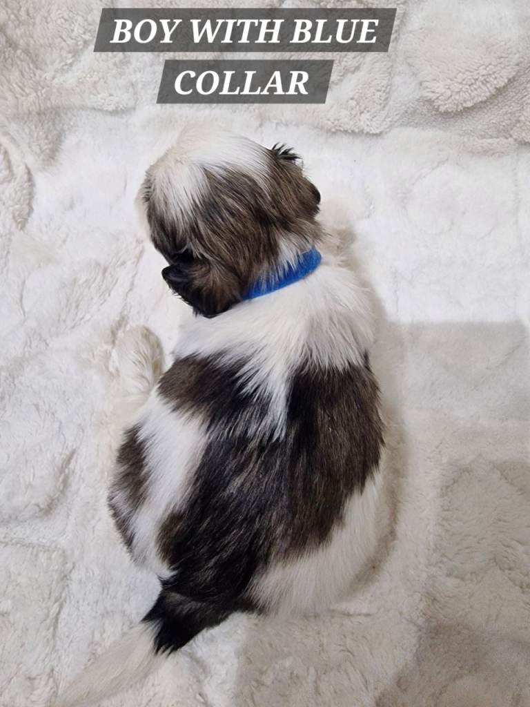 Pure breed Shih Tzu puppy in Cardiff