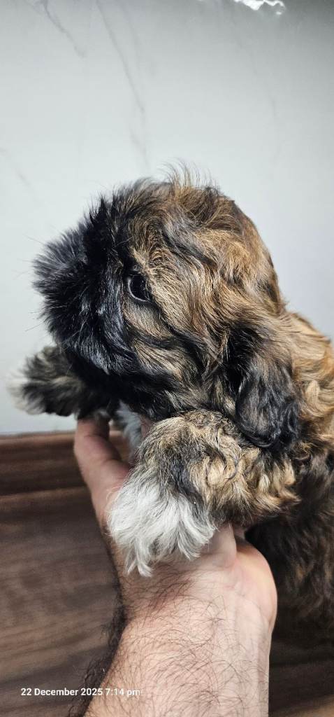 Shih tzu puppies 🐶 