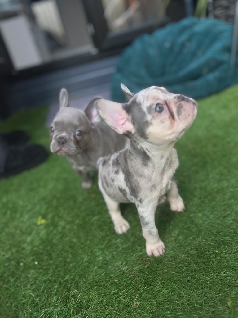 Frenchie girl Merle 