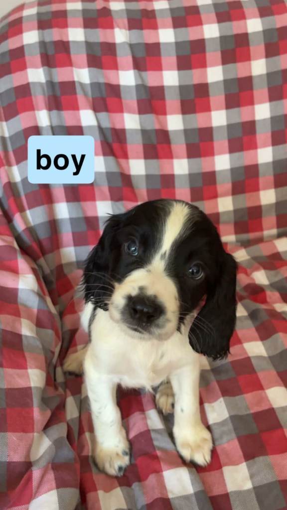 Sprocker spaniels for sale