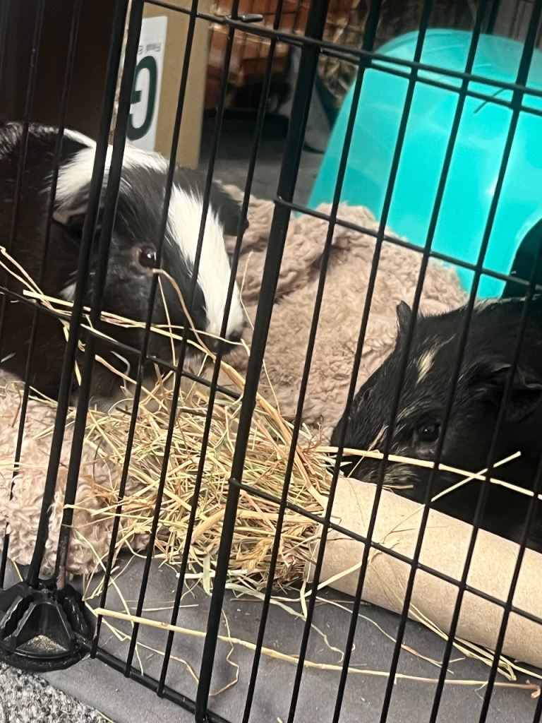 4 Beautiful Guinea pigs for there forever homes ☺️