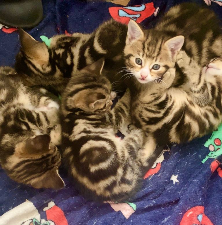 Baby Kittens 2 Girls 3 Boys