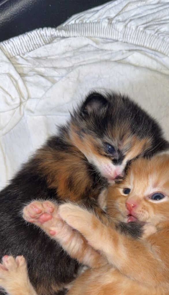 2 female kittens 