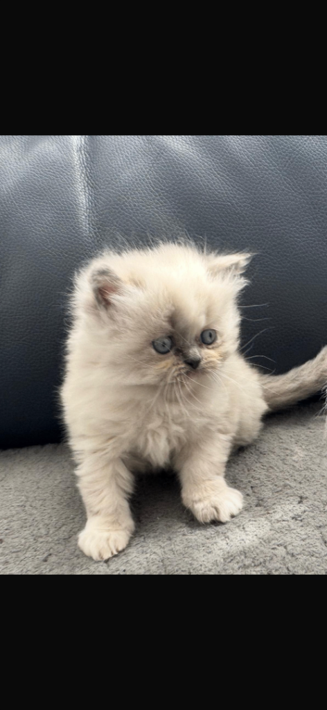 Lovely Persian cat