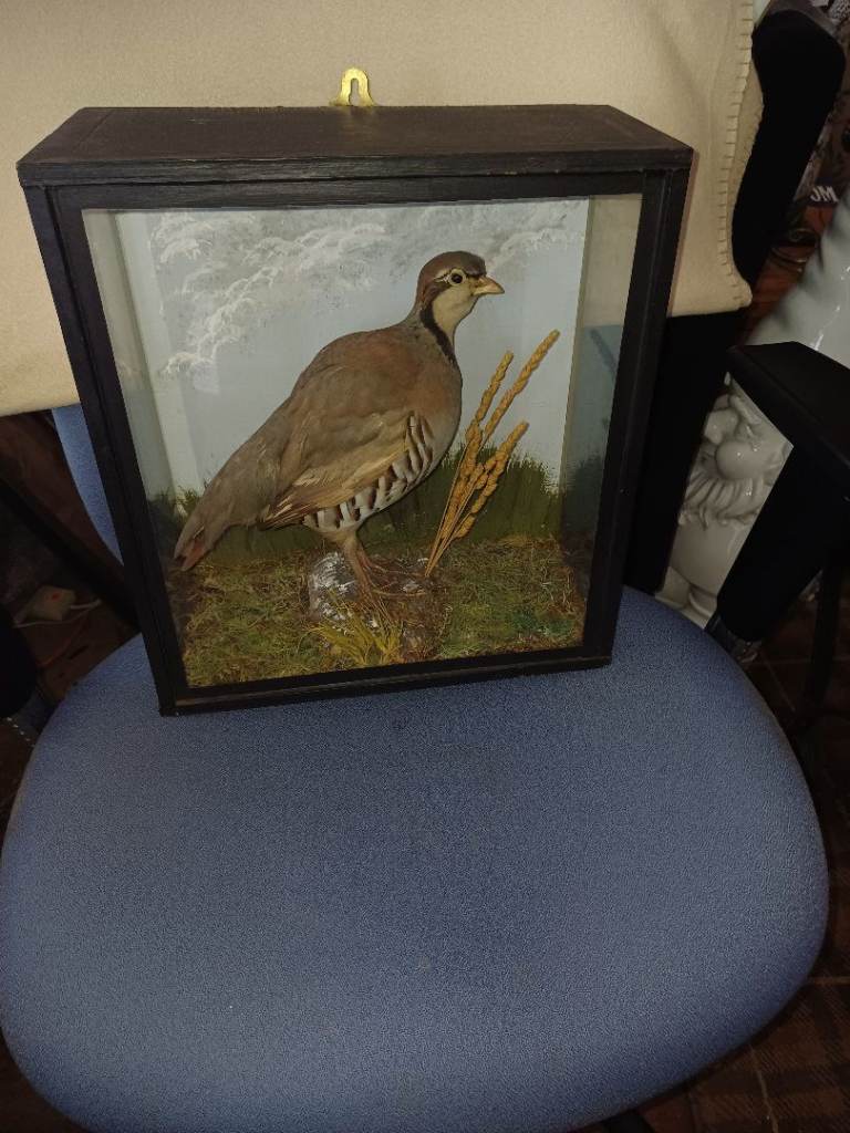 Vintage Taxidermy partridge in display Case
