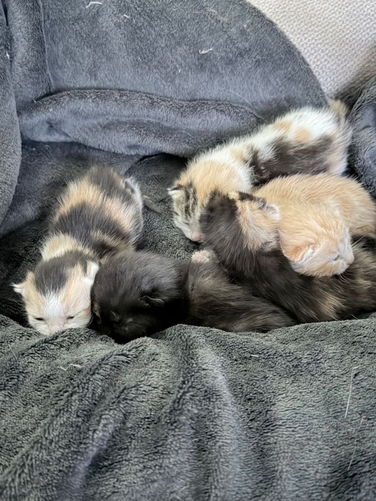 🐈Beautiful Calio/Ginger Kittens 🐱 