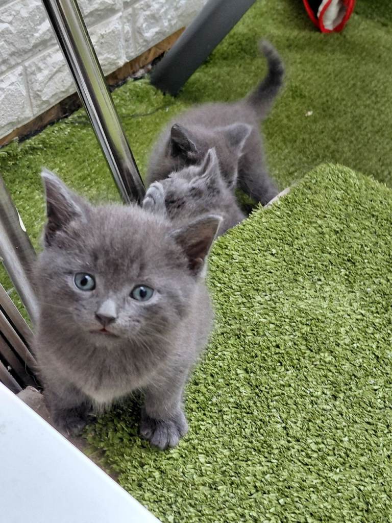 Kittens cats 