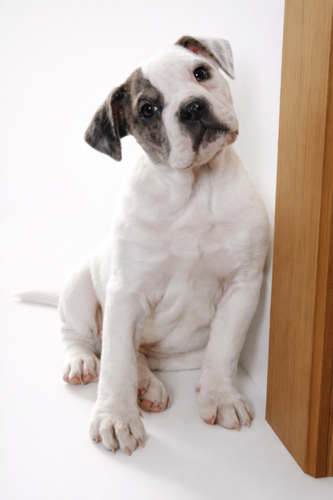 Stunning Female Alapaha BBB 